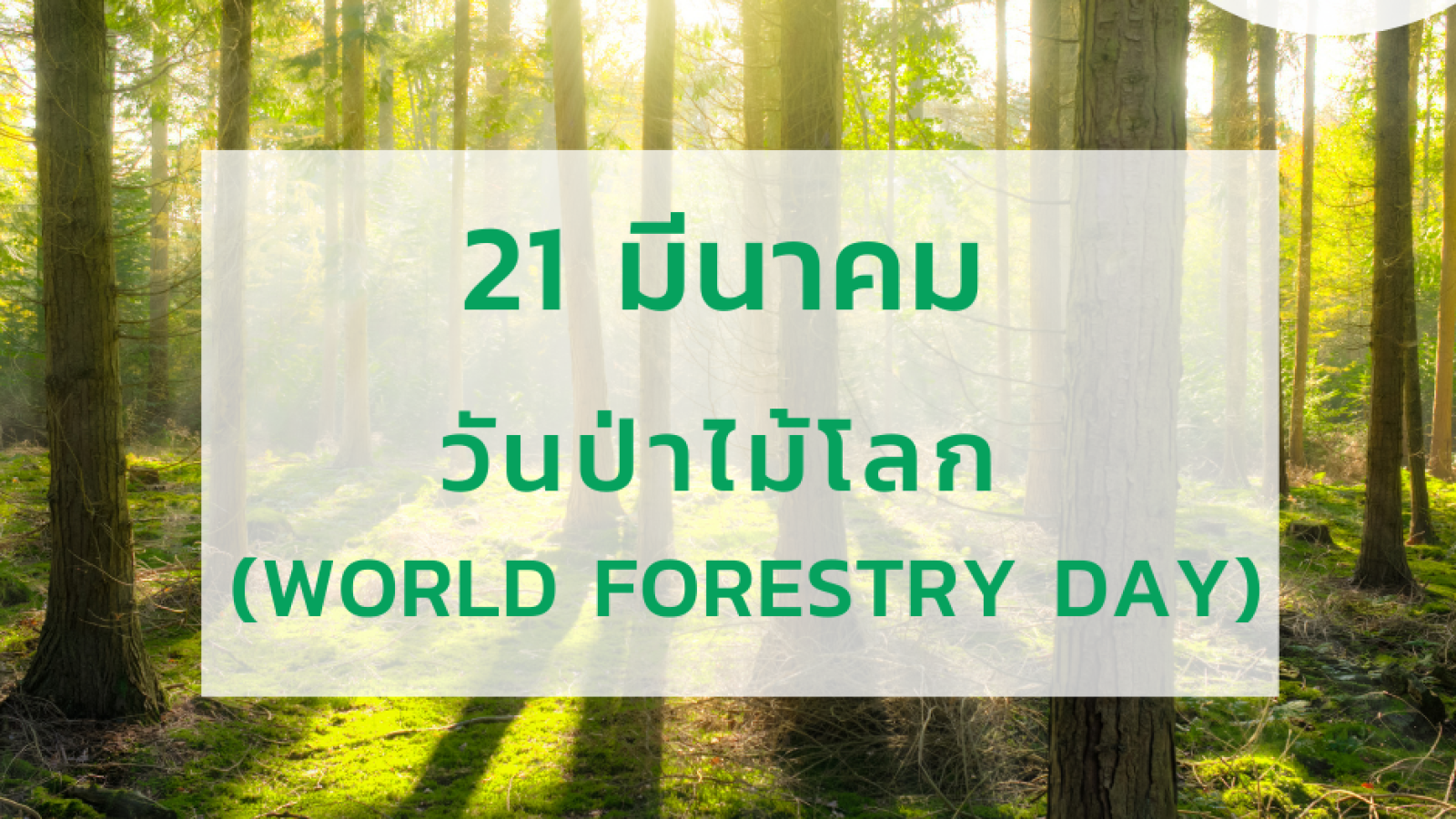 วันป่าไม้โลก (World Forestry Day) #greenlibrary