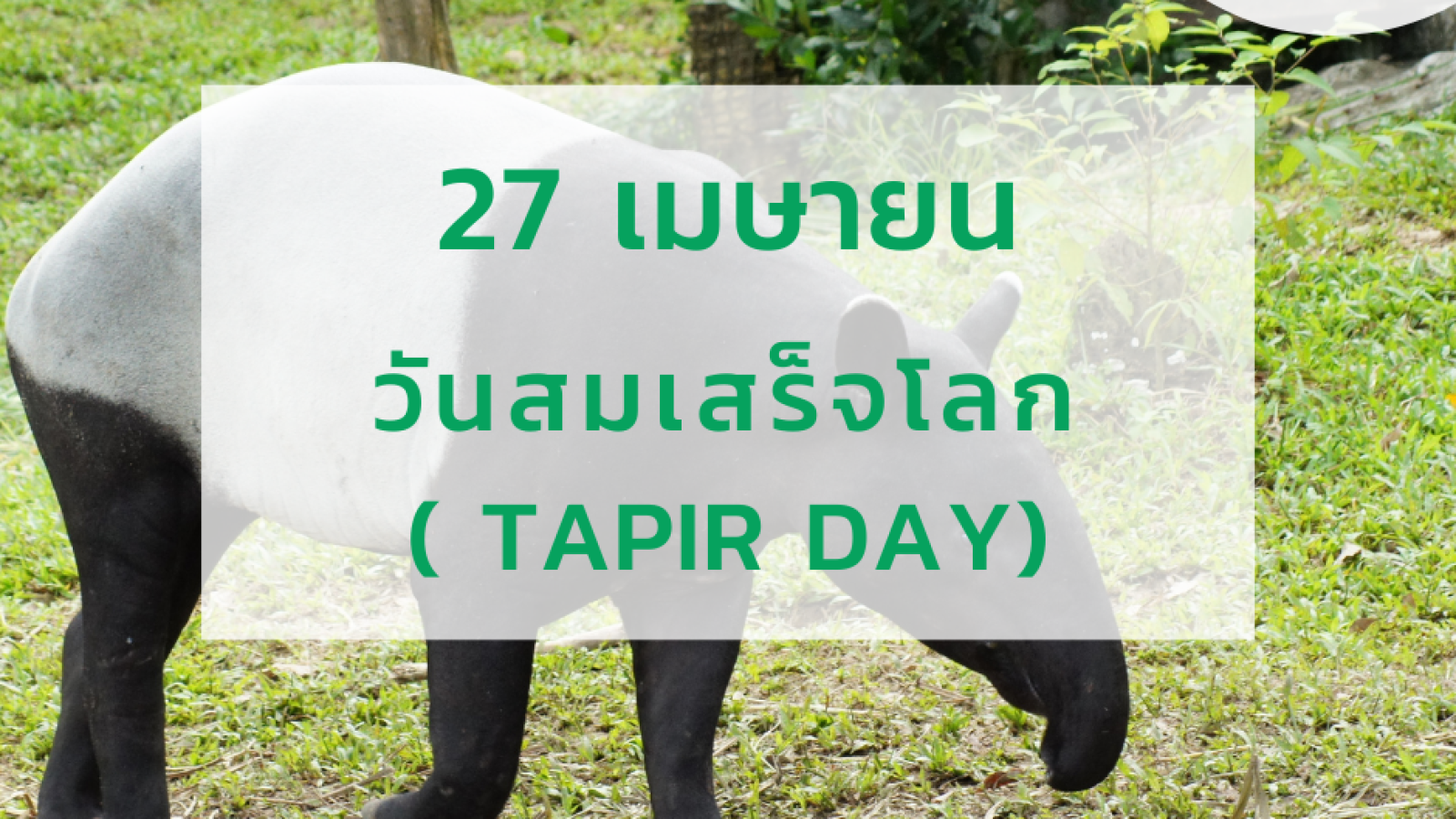 วันสมเสร็จ (Tapir Day) #greenlibrary