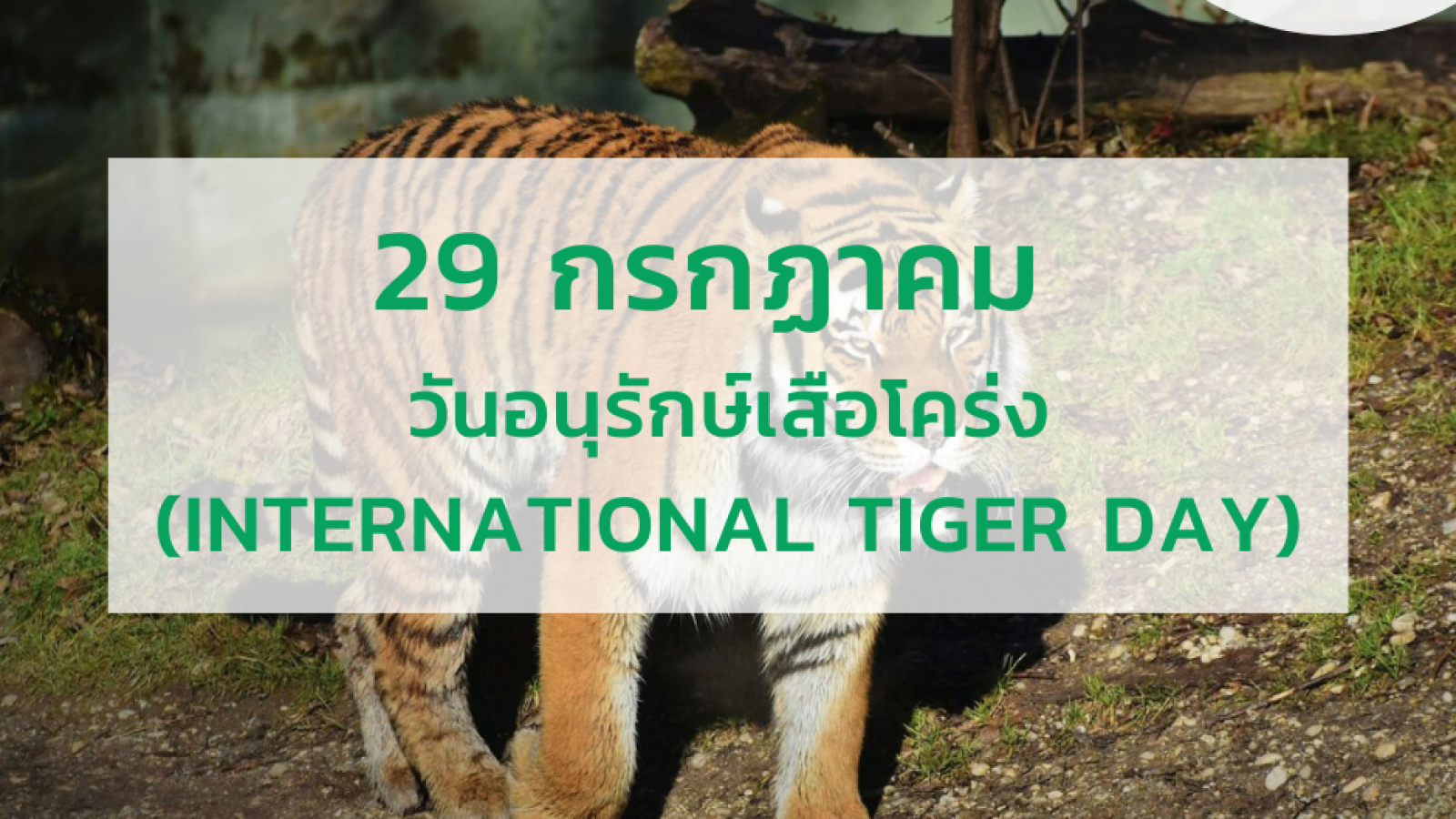 29 กรกฎาคม วันอนุรักษ์เสือโคร่งโลก (Global Tiger Day)#greenlibrary