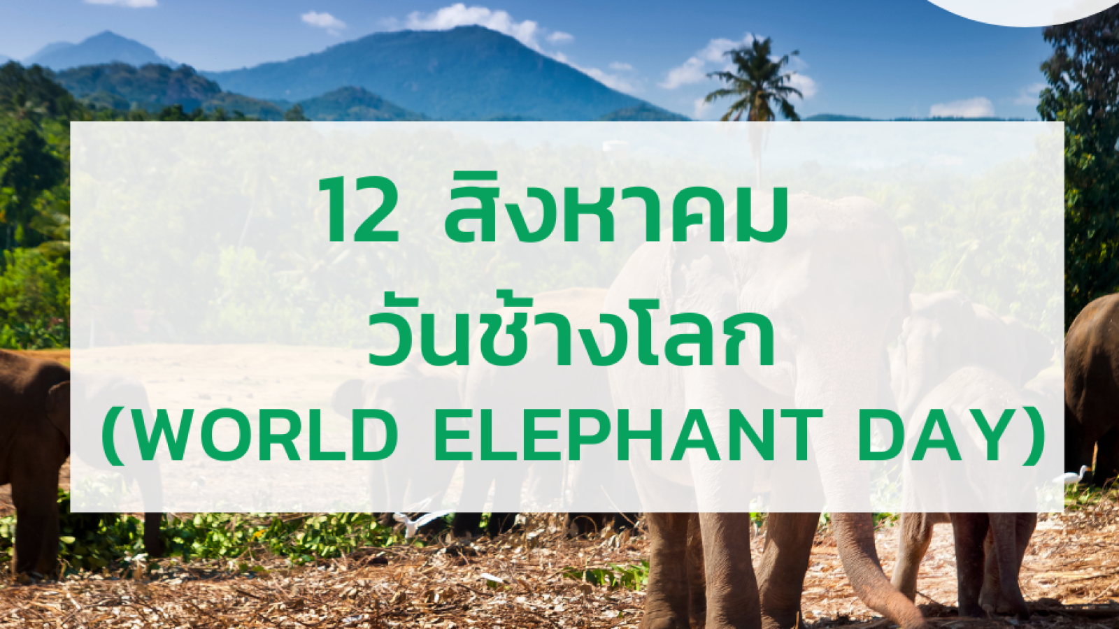 12 สิงหาคม วันช้างโลก (World Elephant Day)#greenlibrary
