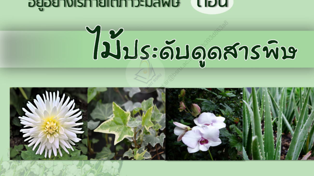 อยู่อย่างไรภายใต้ภาวะมลพิษ ตอน ไม้ประดับดูดสารพิษะ#greenlibaray