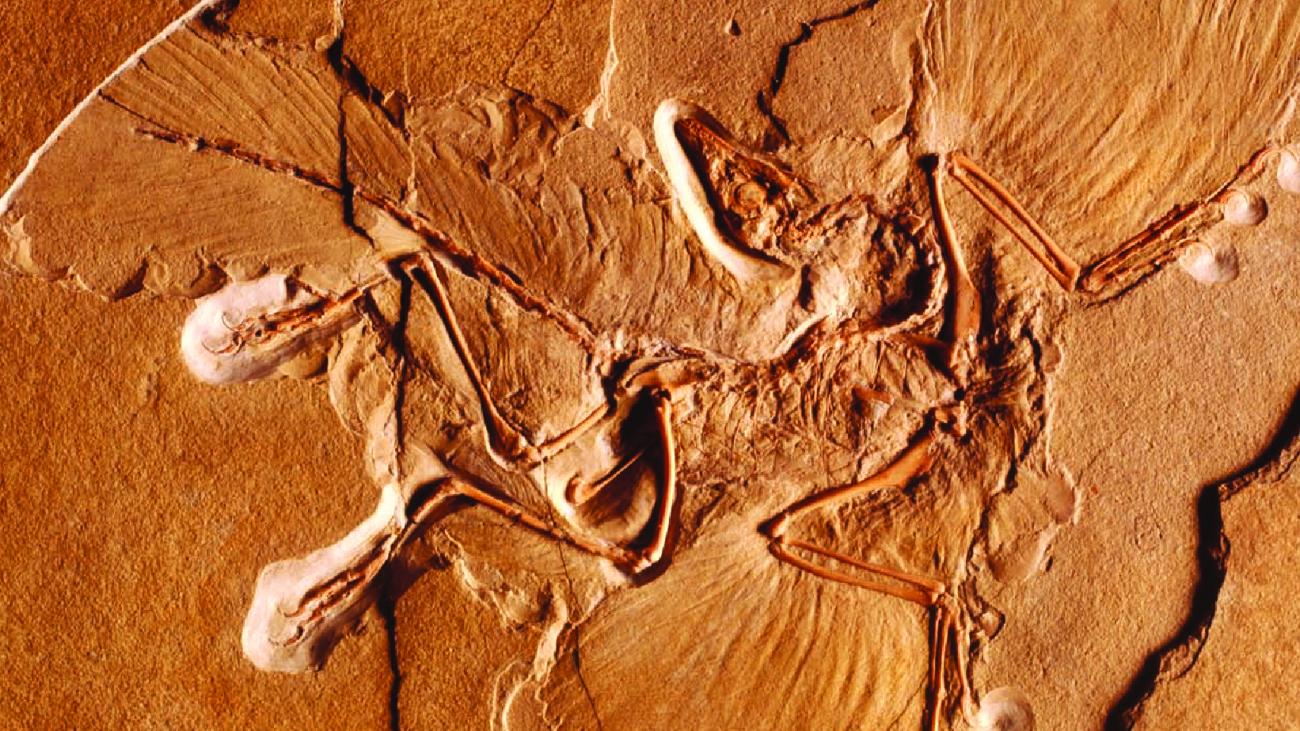 Grzimek's Animal Life Encyclopedia Extinction#greenlibaray
