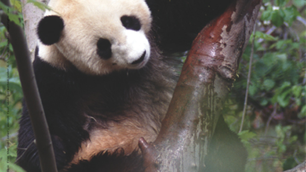 Giant Pandas : Biology and Conservation #greenlibrary