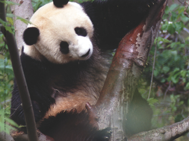 Giant Pandas : Biology and Conservation #greenlibrary