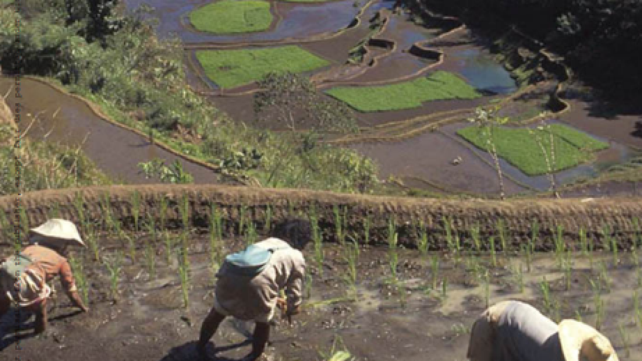 The Biogeochemistry of Submerged Soils#greenlibrary