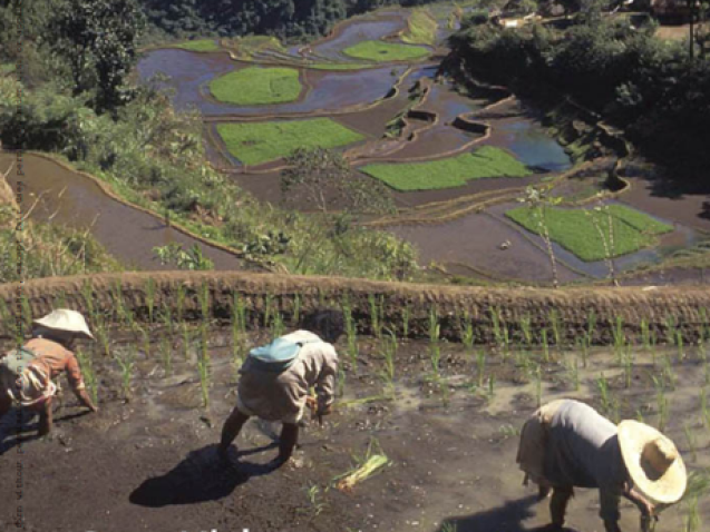 The Biogeochemistry of Submerged Soils#greenlibrary