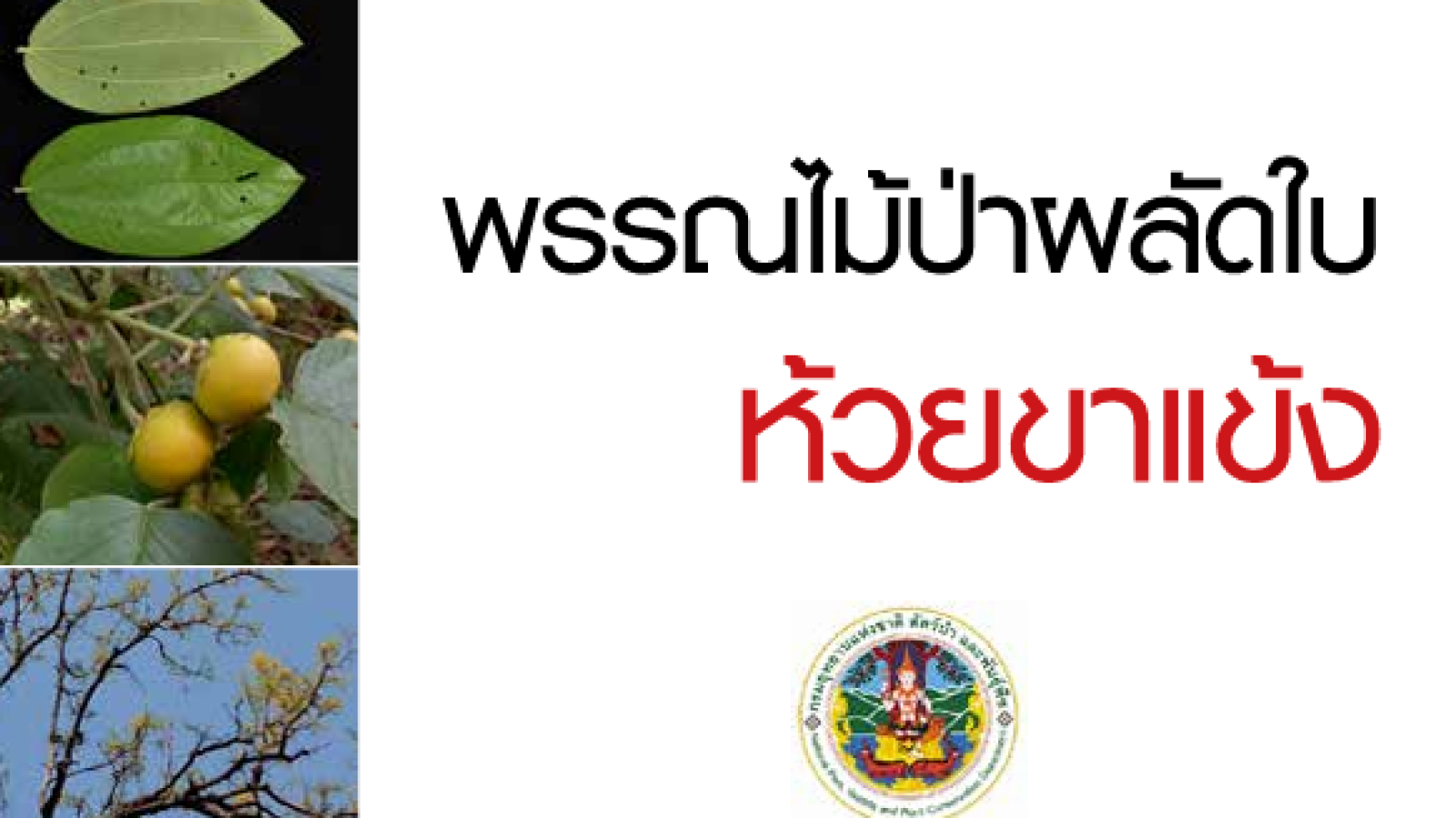 พรรณไม้ป่าผลัดใบห้วยขาแข้ง#greenlibaray
